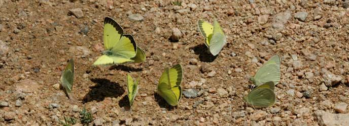 A group of Alexandra's Sulphur butterflies on the ground