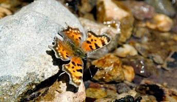 Green Comma butterfly (Polygonia faunus)