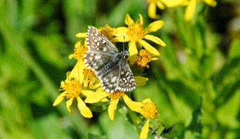 Grizzled Skipper on a flower