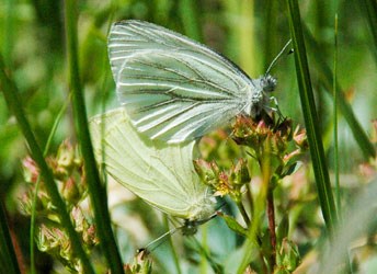 Two Margined white butterflies (Pieris marginalis)