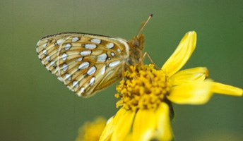 Mormon Fritillary butterfly on a yellow flower