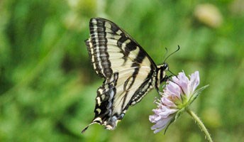 A Western Tiger Swallowtail (Papilio rutulus)