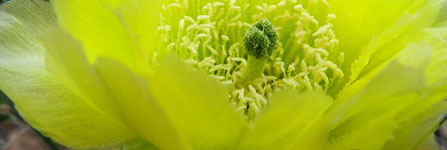 Photo of Plains Pricklypear