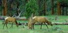 elk_feeding_meadow