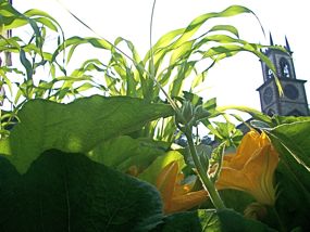 garden with church in background