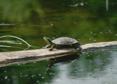 painted turtle with its yellow striped neck stretched out rests on a log admidst green water.