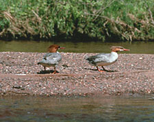 Two red headed ducks with orange bills and feet, stand on a gravel bar in the river