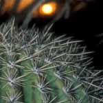 saguaro cactus