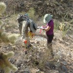 saguaro census