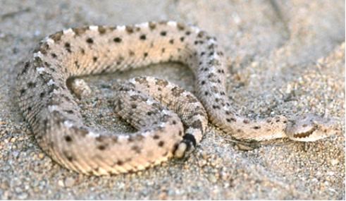 A speckled tan and black rattlesnake lies coiled on the sand