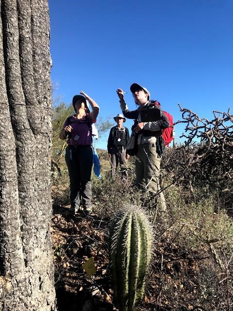 Saguaro National Park interns and volunteer citizen scientists surveying saguaros in Tucson Mountain District, Saguaro National Park, February 2020