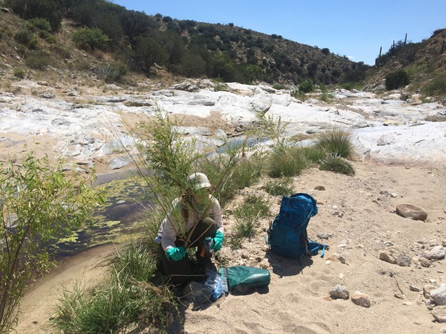 Park staff removes tamarisk from wash.