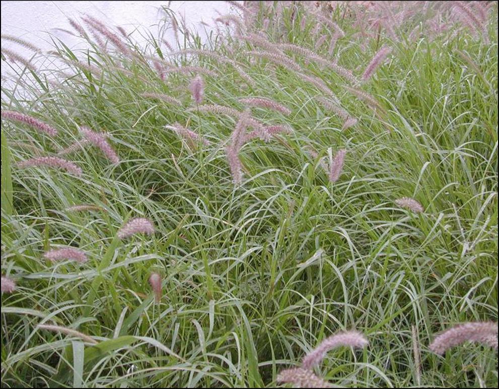 buffelgrass