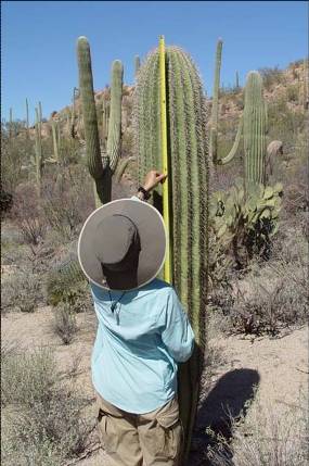Saguaro Census