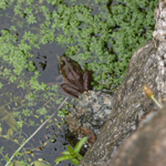 Frog in the Saugus River