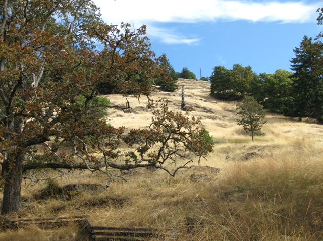 Fall on Young Hill