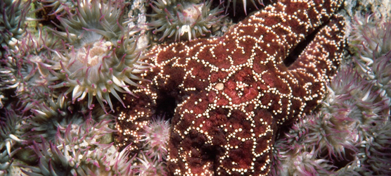 sea stars