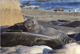 Seals laying on the beach.