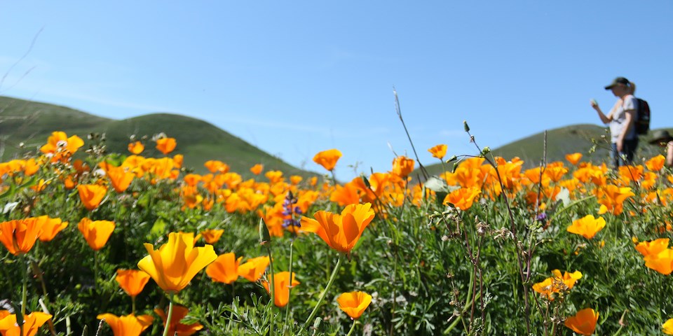 Field of California poppy flowers
