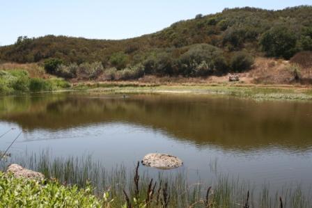 The pond at Rocky Oaks is left over from the ranching days but continues to provide habit for wildlife.