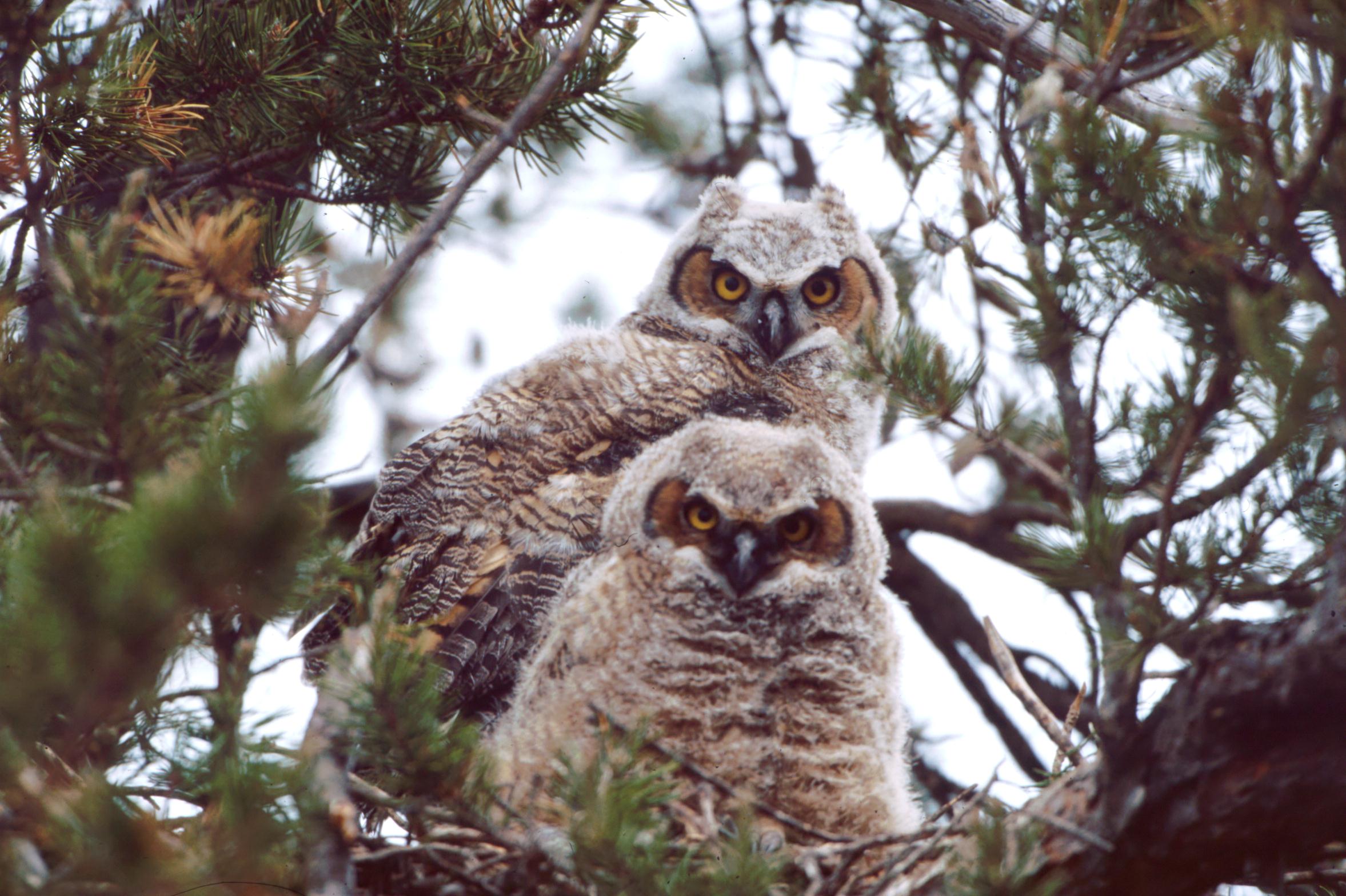 Two great horned owl nestlings are perched on their nest.