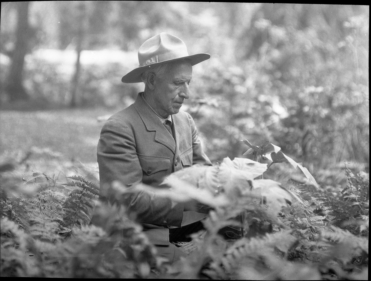 An elderly man wearing a double-breasted suit coat and tie and a flat-brimmed park ranger hat stands among ferns and other forest plants. Only his upper body is visible.
