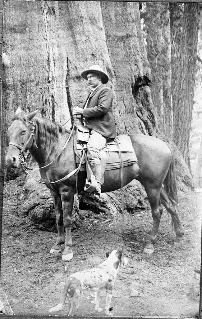 A man with a mustache, wearing a wide-brimmed hat and a jacket sits in a saddle on the back of a horse while holding the horse's reins. The horse stands in front of a large sequoia trunk. A dog stands in the foreground looking away from the camera.