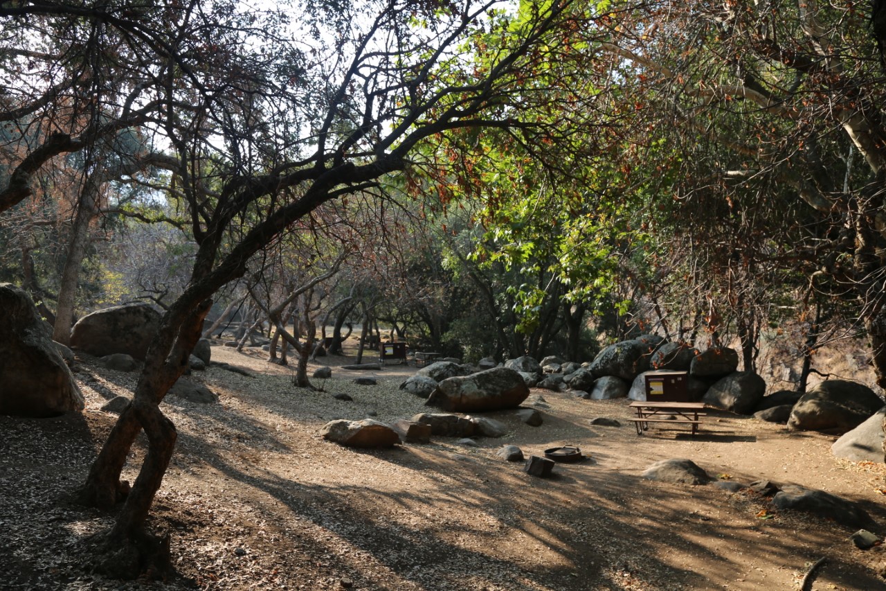 Trees hang over sunny, flat ground with a picnic table and a campfire ring.
