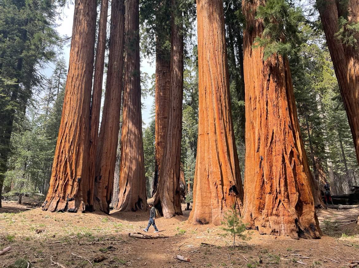 2021 Memorial Day Weekend In Sequoia And Kings Canyon National Parks