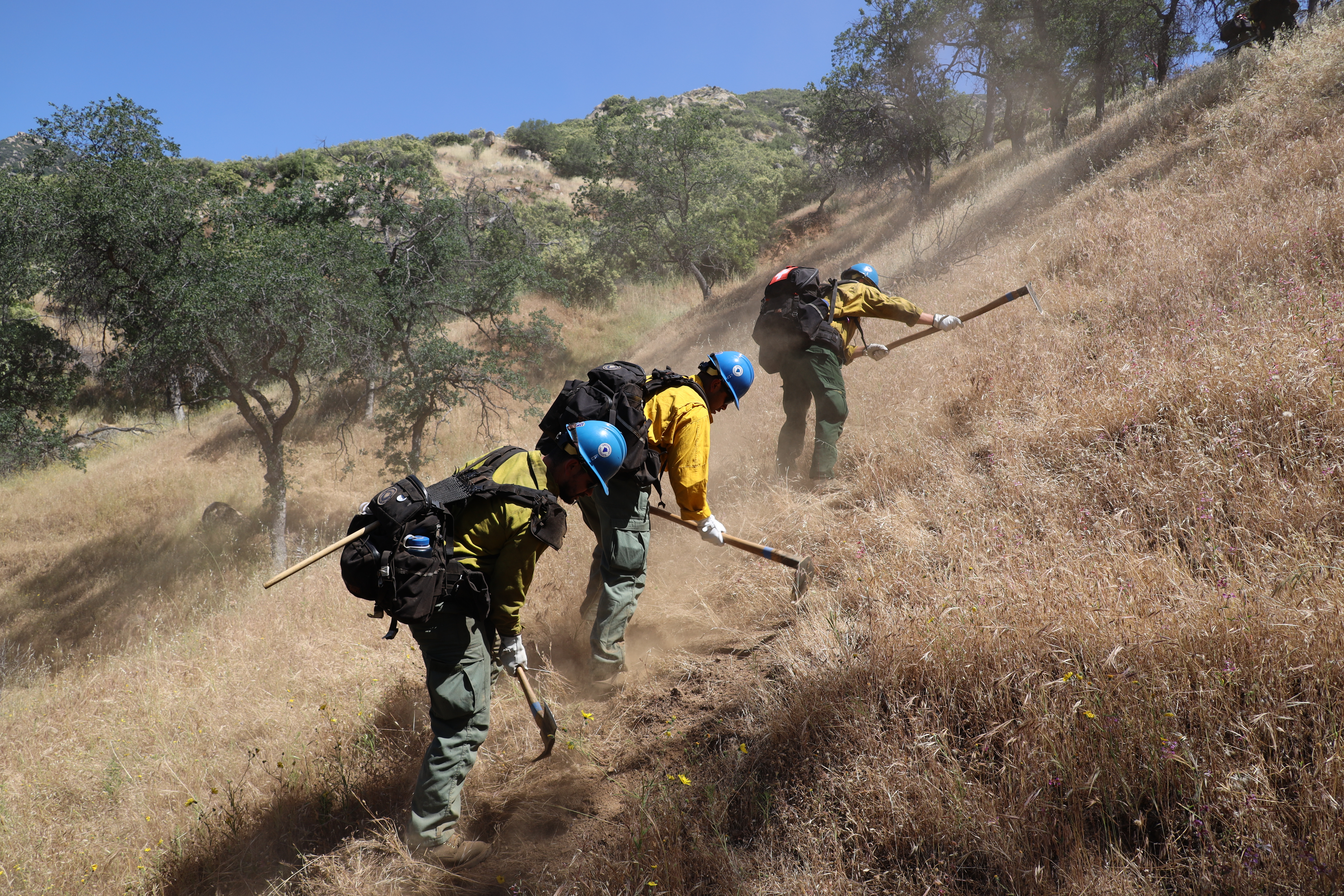 three people in yellow shirts and hard hats swing hand tools on a steep slope with tall dry grass