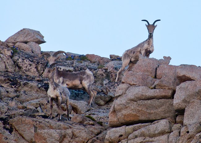 A family of bighorn sheep staring into the camera from atop rocky crags.