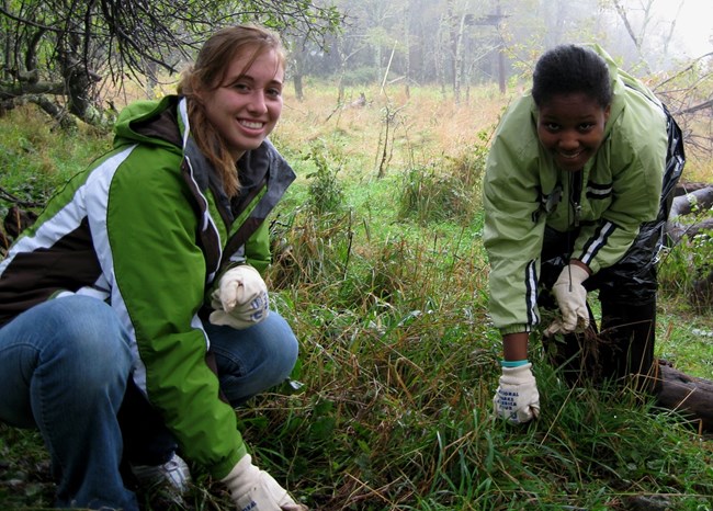 Volunteers pull invasive plants in Shenandoah