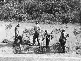 CCC boys planting mountain laurel along Skyline Drive.