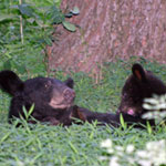 An adult bear and her cub frolic in the summer grass of Shenandoah.