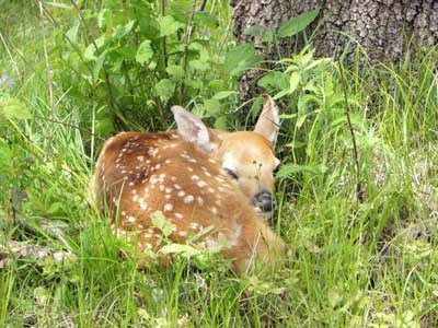 dm-fawn-curled-up