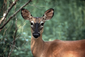 White-tailed deer