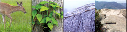 Natural Resources: a deer, a plant, ice storm, and rocks and mountains.