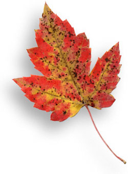 A maple leaf displays brilliant fall oranges and yellows.