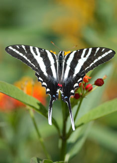 A zebra swallowtail spreads its wings as it rests upon a flower. A zebra swallowtail spreads its wings as it rests upon a flower.