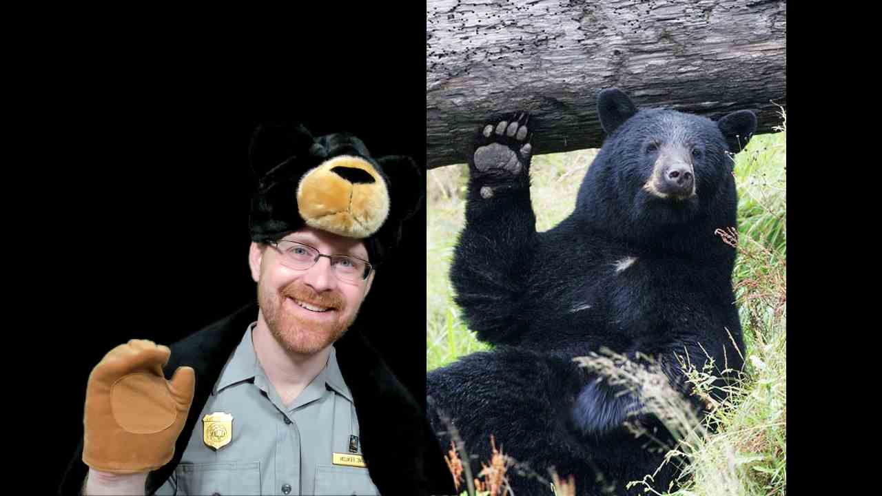 A smiling ranger wearing a black bear hat and paw-shaped mitten waves, next to a picture of a black bear waving.