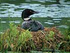 A common loon nests on the water. Photo: Bob Thayer