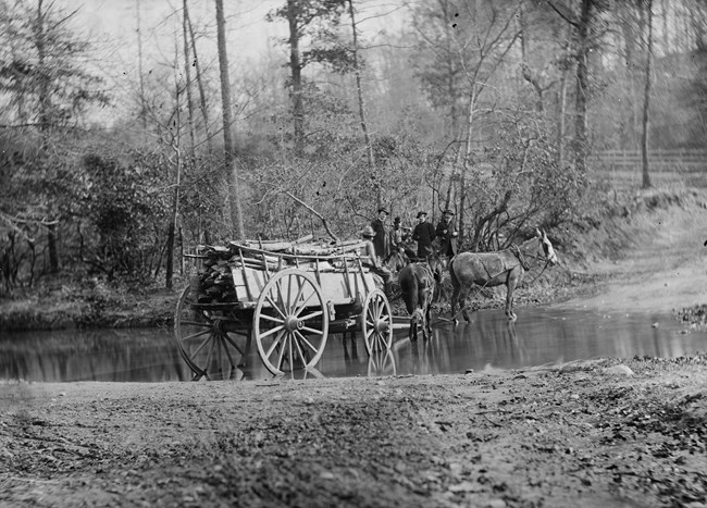 Black and white image of mules pulling a wagon.