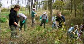 Scouts removing exotic plants