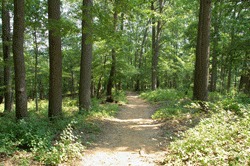 Patapsco Trail