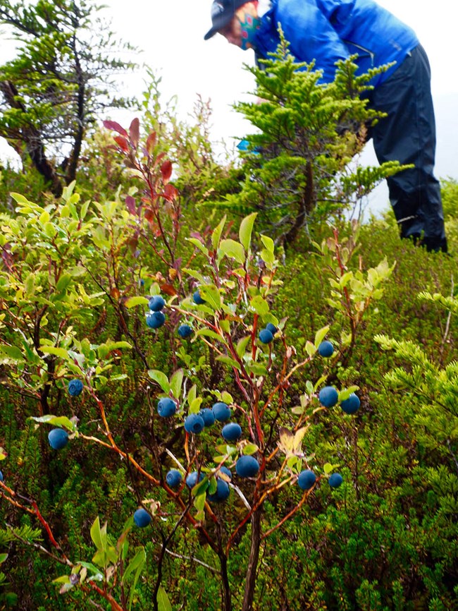 A man picks blueberries.