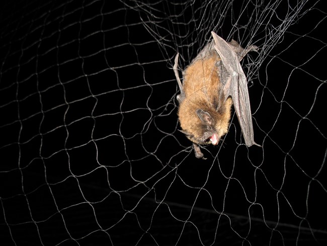 bat in mist net