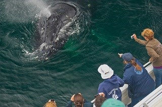 People on a boat watch a whale in the water