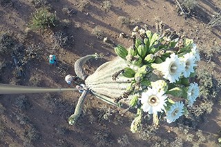 Aerial view of flowers on a tall cactus