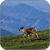 Caribou on grass slope in Denali