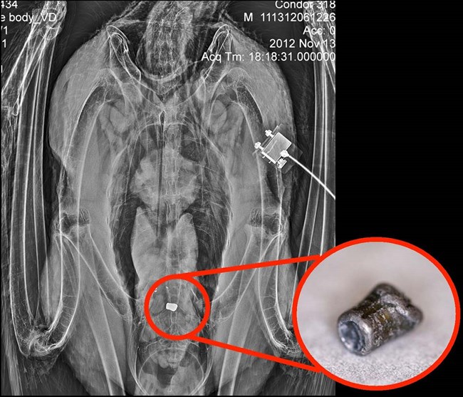 A radiograph image shows the digestive tract of a condor. A large white object on the radiograph is circled in red, and a pullout photo shows a closer image of what it is - a lead bullet fragment that the condor ate.
